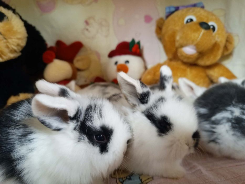 Sprzedam króliczki mini loop lop