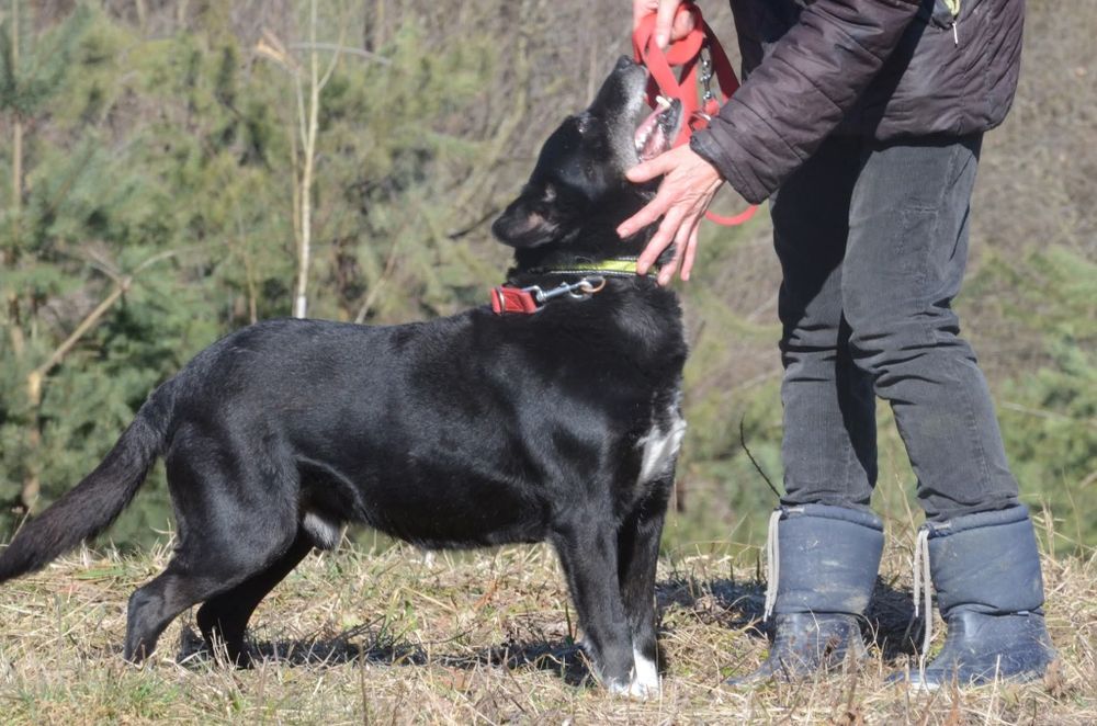 Cargo- do adopcji