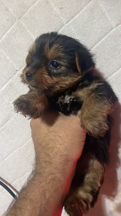 Yorkshire Terrier Miniatura