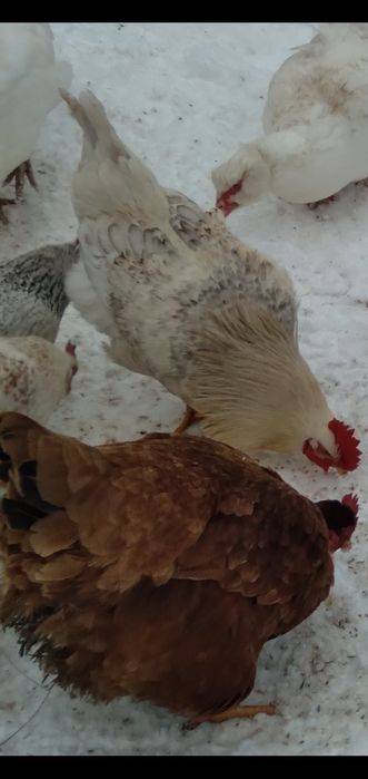 Продаються домашні півні