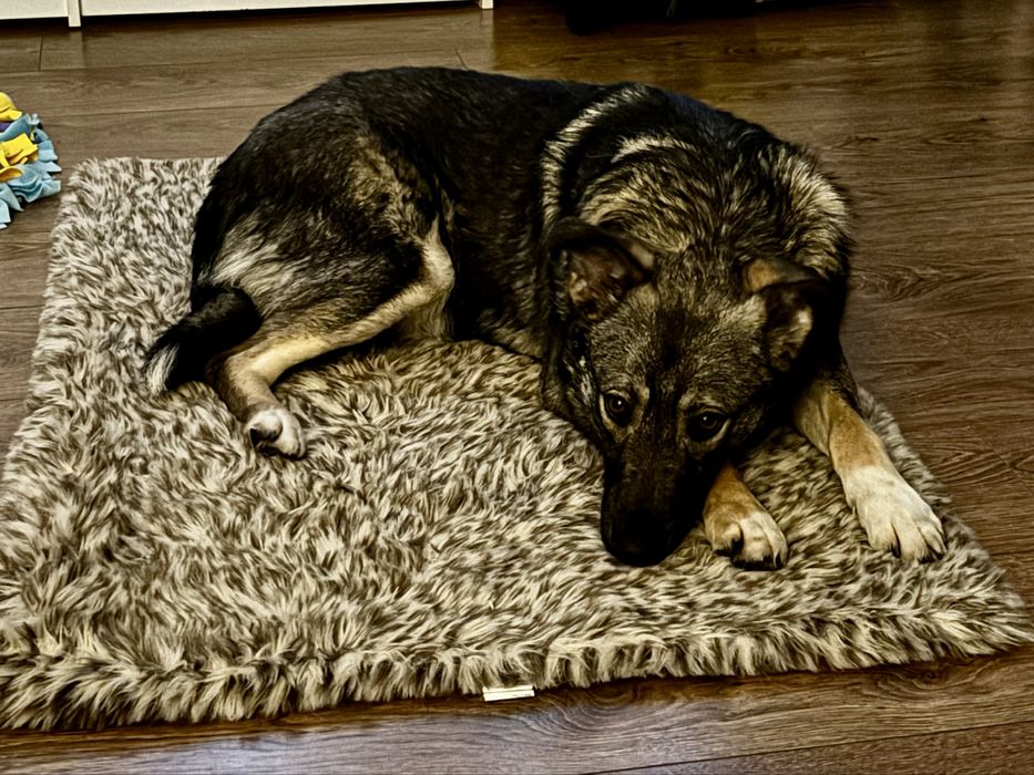 3-letni aktywny kastrowany psiak szuka domu