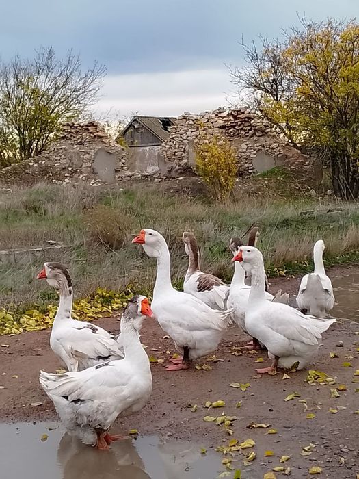 Продам гусей Холмогори