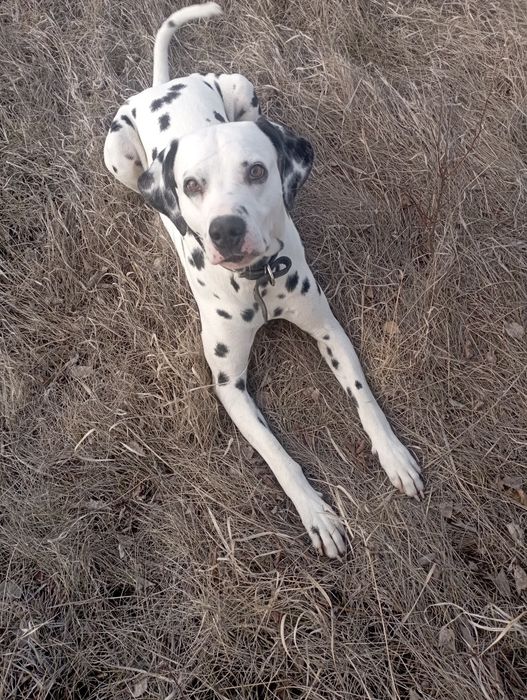 Далматинец/Вязка