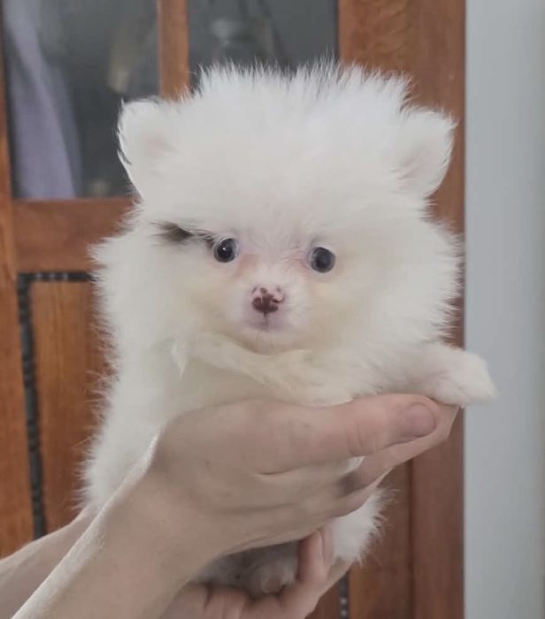 Dziewczynka szpic miniaturowy