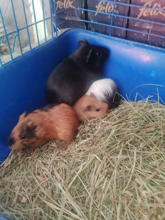 Большой выбор морские свинки разные породы