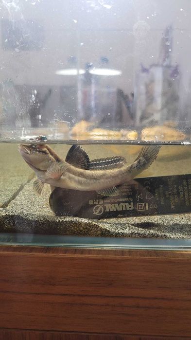 Peixe Mudskipper