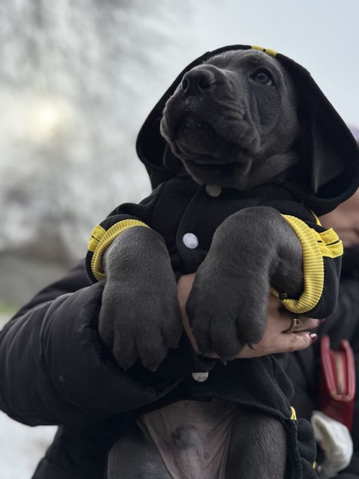 Кане Корсо мальчик