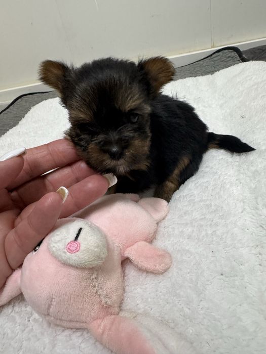 Yorkshire Terrier linha Russa