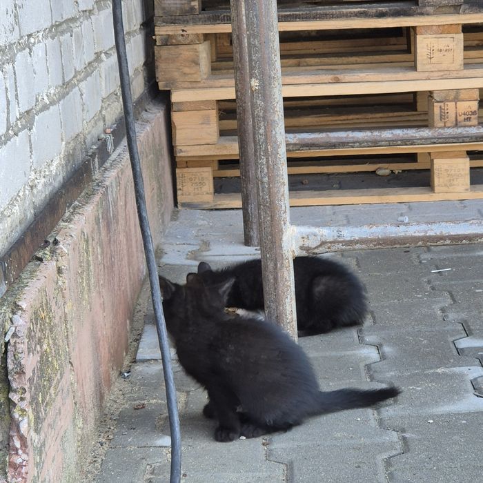 Кошенята в добрі руки