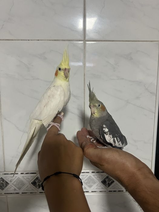 Caturras domesticadas