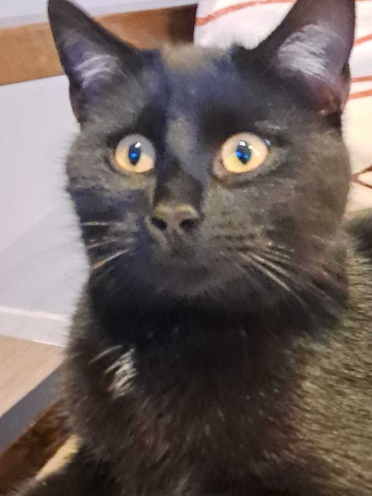 Kocurki szukają domku