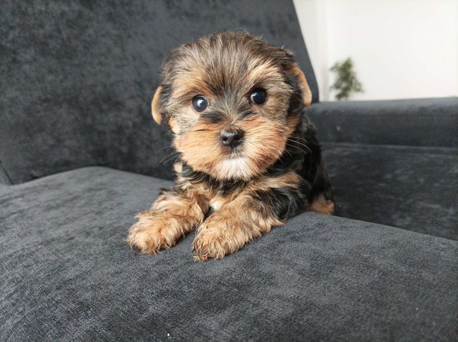 Sunia Yorkshire terrier