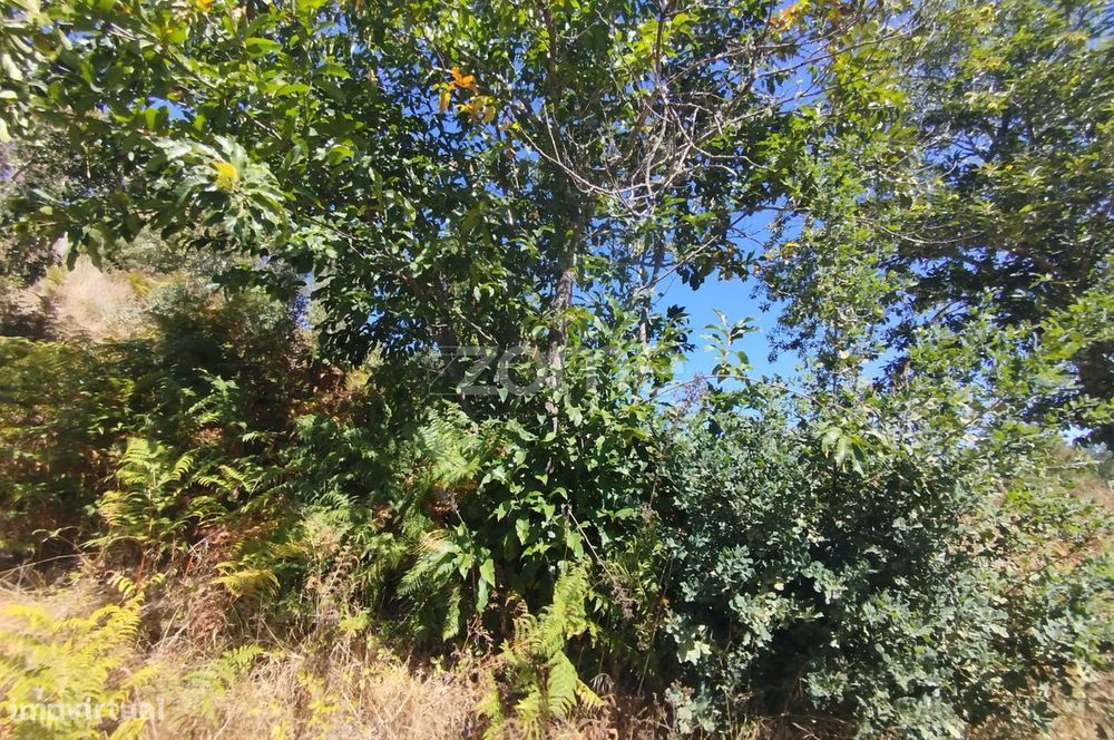 Dois erreno Corvos-Á-Nogueira / Praia Fluvial