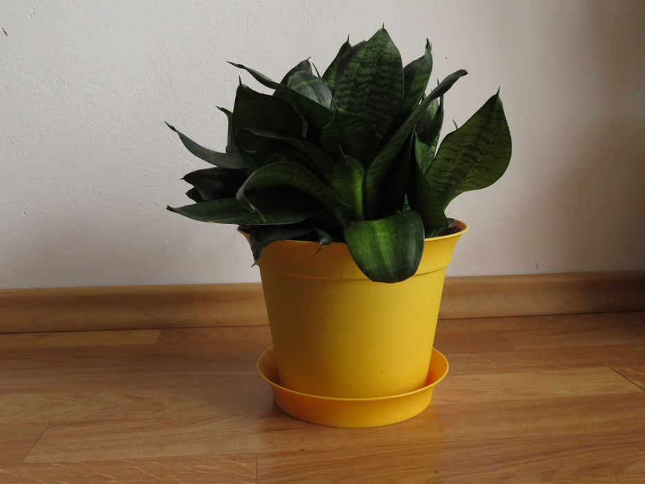 Sansevieria hahnii