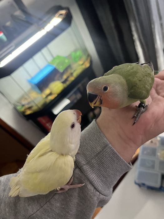 Agapornis roseicolis domesticados varias cores