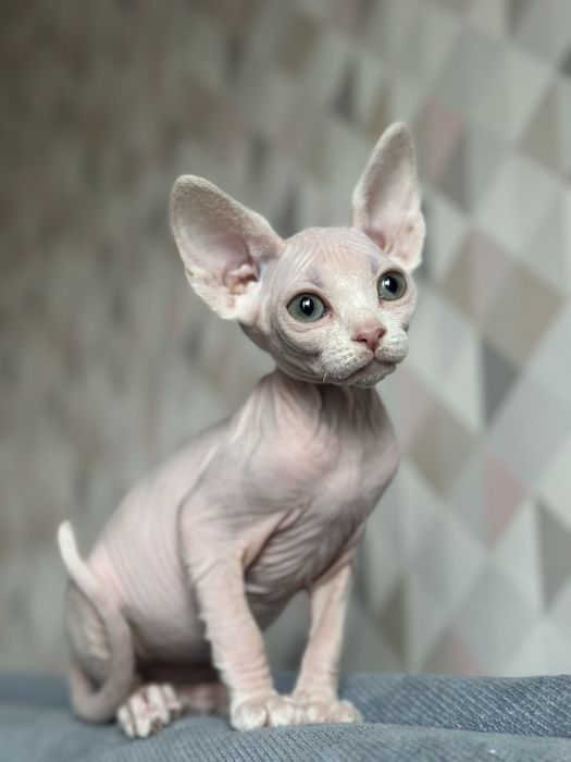 Девочка Сфинкс Очень ласковая