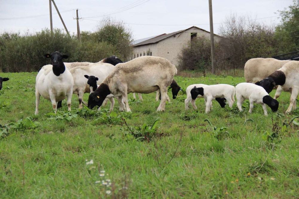 Дорпер племінний