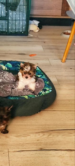 Yorkshire terrier