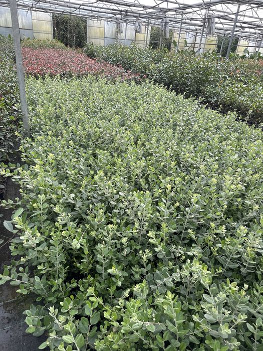 Metrosideros Excelsa 50/70cm