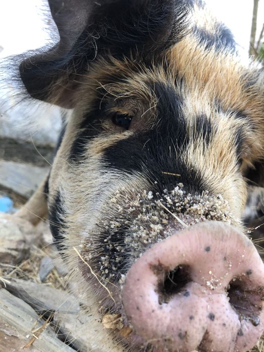 porcos Kune Kune