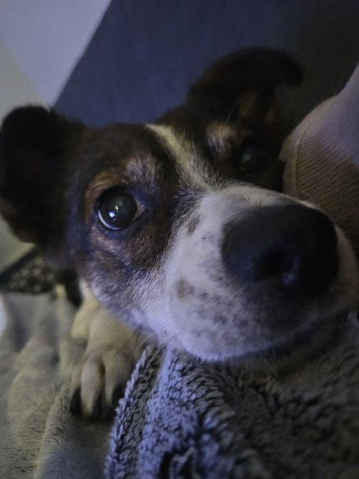 Niewielka Tinka szuka domu