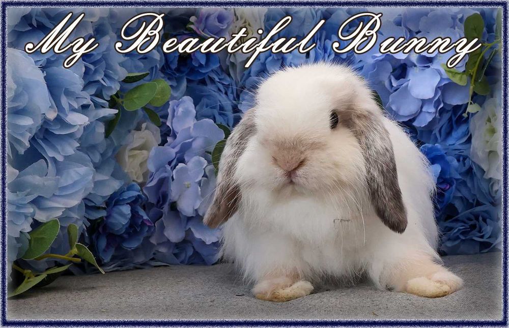 Piękny Królik Mini Lop - Frosty Point