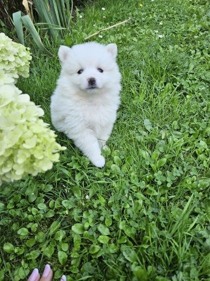 Pomeranian boo aktualne