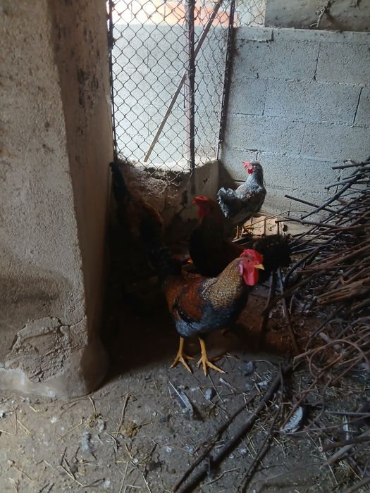 Galos de ovos azuis, verdes e andaluza suranha