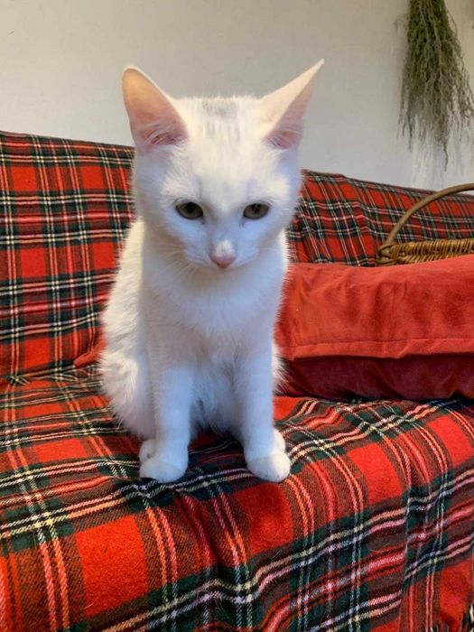 5 miesieczna sliczna koteczka do adopcji