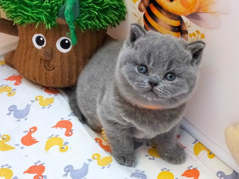 Słodka koteczka  Rodowód Międzynarodowy