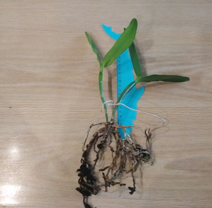 Орхидея каттлея, Азия