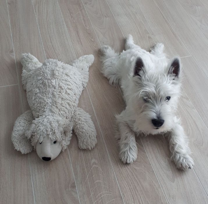 Вест хайленд вайт тер'єр, в'язка