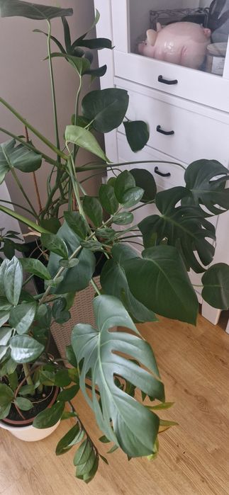 Monstera  dziurawa I zwykla