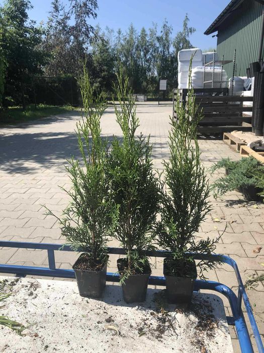 tuja szmaragd P9 60 cm sadzonka premium!!! 20tyś sztuk NOWA CENA!!!