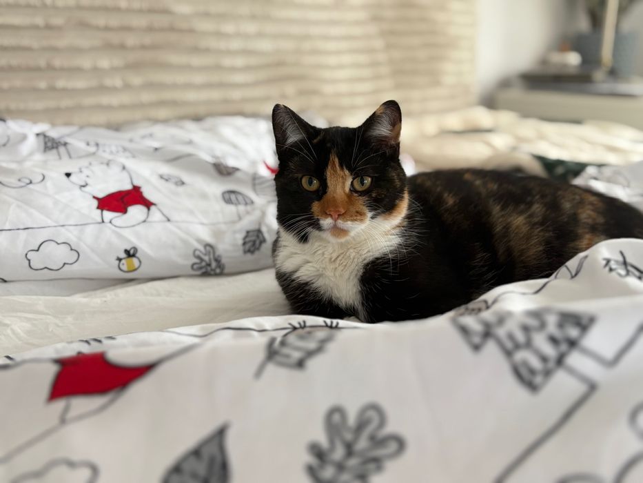 Opieka dla psa/kota/ chomika….