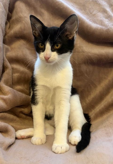 Simba - kotek do adopcji