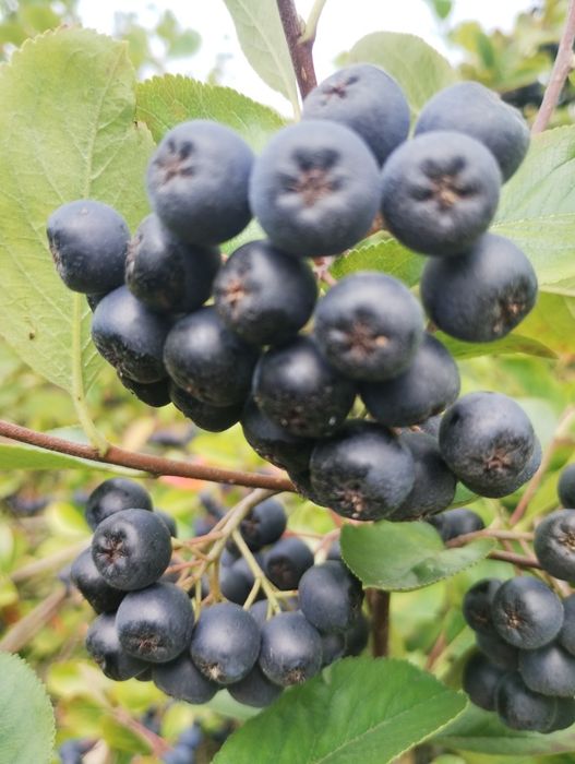 Aronia ekologiczna