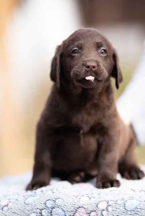 Labrador czekoladowe szczenięta FCI