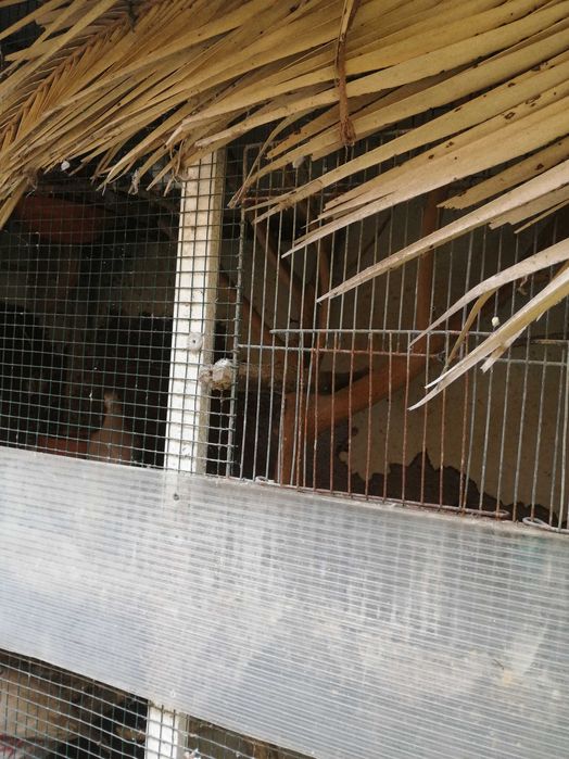 Rolas comuns especiais