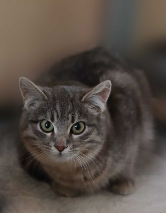 Кошенятко у добрі руки