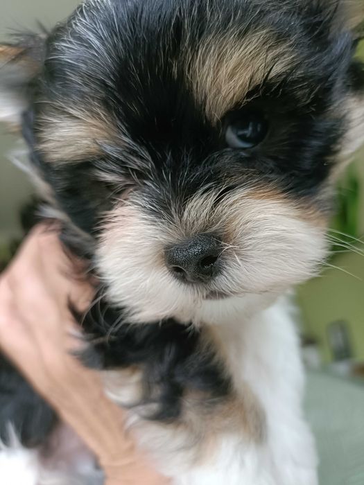 White-Ocean Pearl Yorkshire Terrier 575-600097