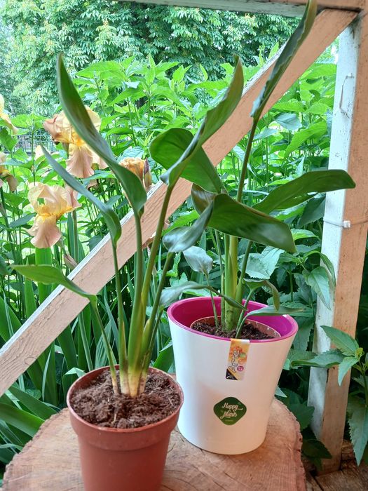 Квіти для інтерєру. Стреліція Миколая.