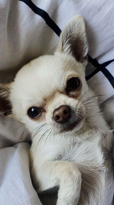 Prześliczna mini chihuahua