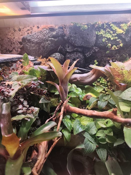 Vriesea roślina do terrarium