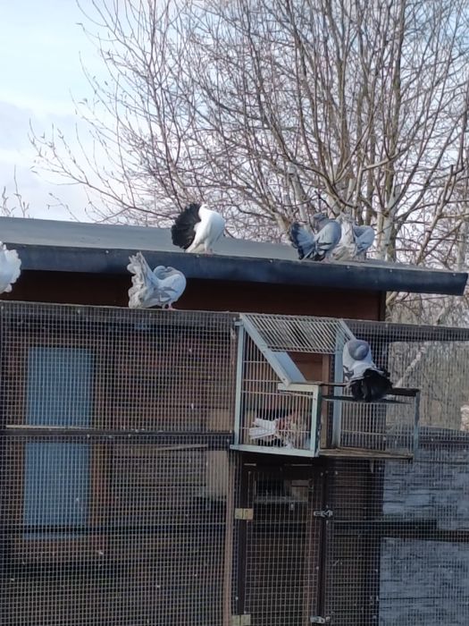 Gołębie pawiki i loczki