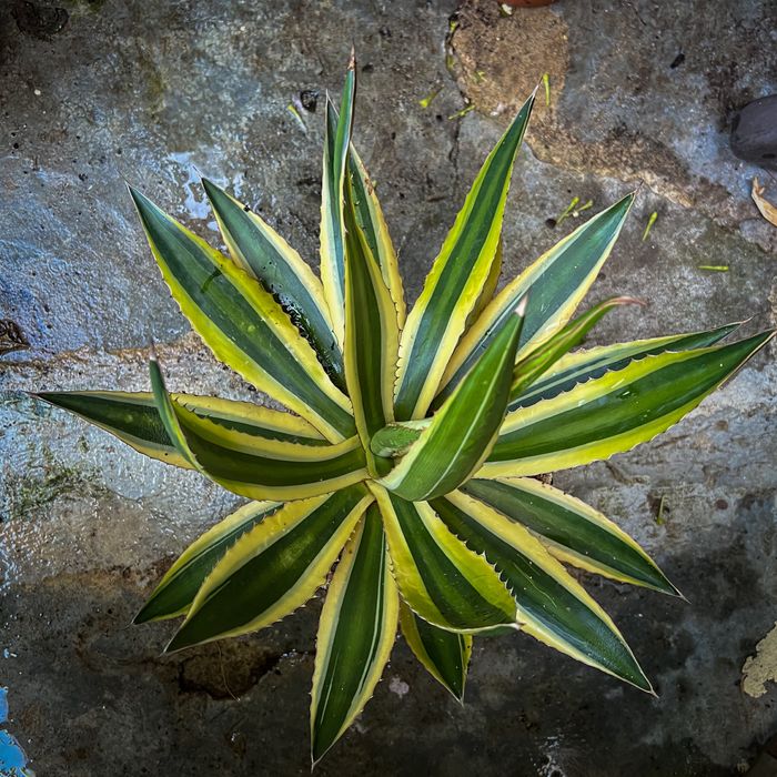 Agave univatta quadricolor
