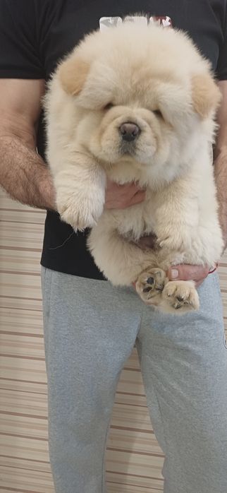 Чау чау,хлопчики і дівчатка,КСУ FCI