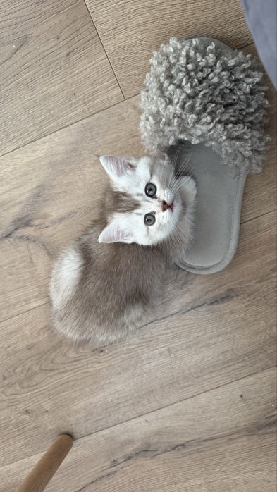 Котята. Скотіш страйт. Рідкісний окрас