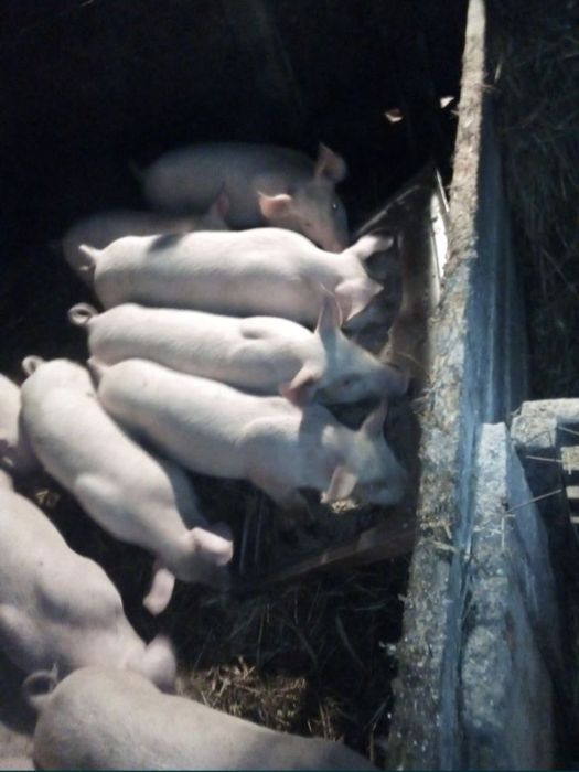 Prosięta trzoda świnie