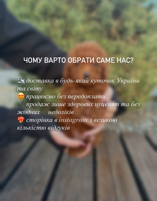 Неймовірно милі малюки той-пуделя